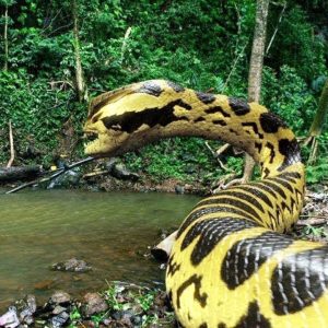 Terrifying Discovery of 8-Meter Python Nest in Village Leaves Residents on High Alert (VIDEO)