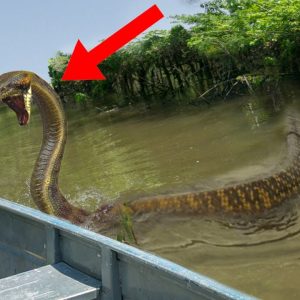 Scared by the video of the Amazon monster trying to swallow the people’s boat (VIDEO)