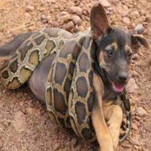 Pity The Image Of A Dog Who Volunteered To Give His Body To The Python To Protect His Owner (VIDEO)