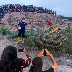 An Indonesian woman panicked and asked for help because she was caught by a giant python (VIDEO)