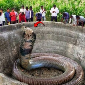 A giant cobra thousands of years old first appeared in an ancient well in India, causing confusion for people (VIDEO)