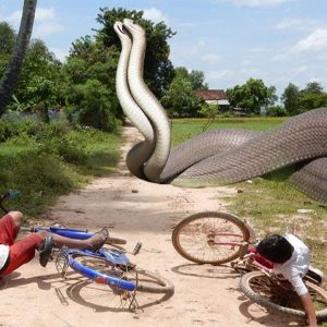 A farmer was plowing the field when he suddenly saw a pair of legendary snakes entwined (VIDEO)