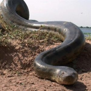 Suspense Before The Moment The Python Is Stalking A Person Who Is Engaged In Fishing (VIDEO)