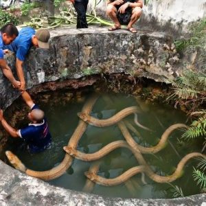 Marvel at the image of a 7-headed snake being raised by a man in India as his child for 40 years (VIDEO)