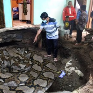 The man panicked when he discovered a giant snake’s lair under the house (VIDEO)