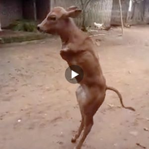 Disturbing footage of a deformed baby cow standing upright on two legs and walking like a human has sparked fury online (Video)
