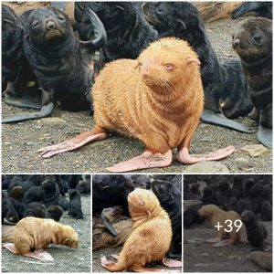 The extremely rare albino seal is shunned by his own kind because of the different colored fur
