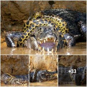 Viral Video Shows Giant Anaconda Wrapped Around Alligator, Brutal Fight For Survival Shocks Internet(Video)