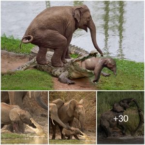 Mother Elephant’s Heroic Effort to Save Calf from Crocodile’s Jaws (Video)