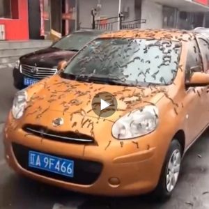Beijing was flooded by the ‘Rain of Worms’ causing people to panic (Video)