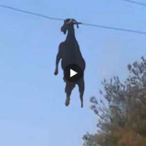 The villagers struggled to find a way to rescue the poor goat stuck on the power line (Video)