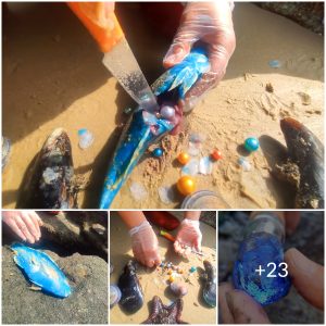 A blue fish that emits a strange light washes up on the beach, inside its belly are precious pearls (Video)