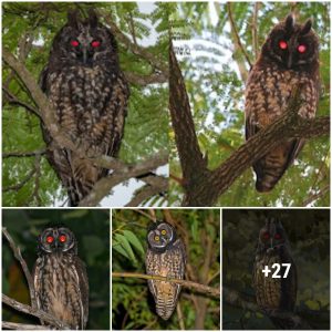 Stygian Owl Is Known For The Red Reflection Of Their Eyes That Are Often Associated With The Devil