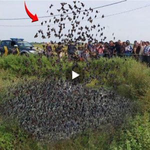 Millions of Mysterious Birds Falling from the Sky!! Is it a Sign of an Impending Disaster? (Video)