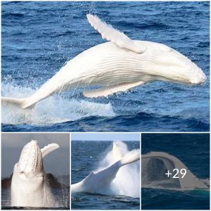 Thousands of white whales congregate in the shallow waters of the river to molt their skin and give birth to their young