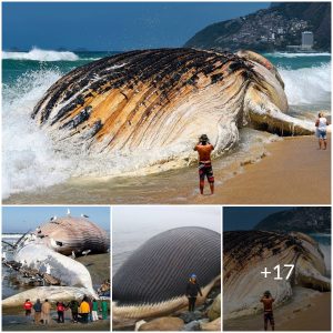 Researchers are left puzzled after the discovery of a over 100 feet in length and weighed more than 100 tons sea monster that washed ashore on American beaches