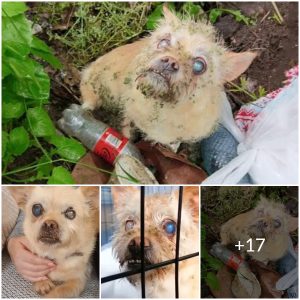 The journey to rescue the poor blind dog that was abandoned in the landfill (Video)