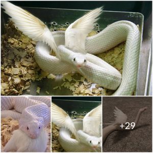 African people captured a snake with wings, the bizarre creature has caused a stir in the scientific community