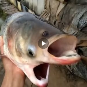 The fisherman who has been a commercial fisherman for over 30 years for the first time caught a fish with two mouths causing quite a stir on the internet (Video)