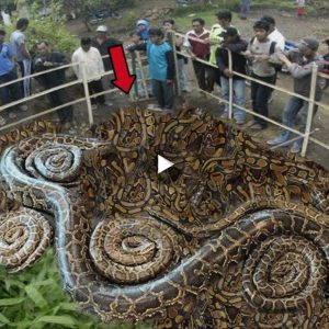 Hundreds of thousands of pythons appeared in the forest, causing the villagers to make plans to destroy them (Video)