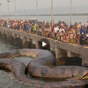 Rampant Fear: The Horrifying Discovery of the Giant 8-Meter PITON Snake Nest and its Vicious Attacks on Students
