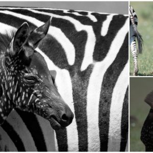 Rare zebra foal with polka dots spotted in Kenya has caused quite a stir among wildlife enthusiasts and conservationists