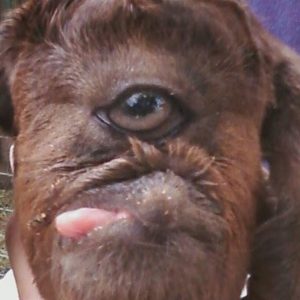 Terrified By The One-Eyed Mutant Cow Considered A Monster By Indians (VIDEO)