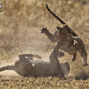 Be amazed at the dramatic territorial war between two cheetahs and the ending that surprised everyone (VIDEO)