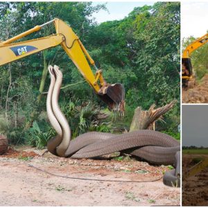 The villagers attempted to catch the giant snake near the excavator (Video)