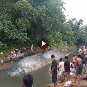 The residents of Sekampung were left astonished after witnessing double body Fish in the Keramat River (Video)