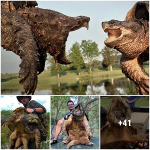 Discover the Alligator Snapping Turtle: The Surprising King of Freshwater Ecosystems (Video)
