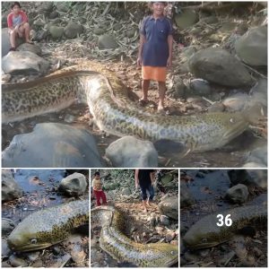 Residents discovered this massive eel fish that resemble an eel and appear to be stranded on the bank of a dry river
