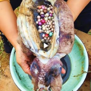 Giant Squids Hold a Treasure: Rare and Unique Gem Only Found in Their Bodies (Video)