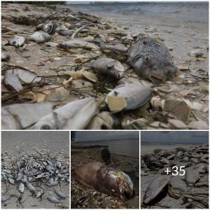 The Nightmare Unfolding Across the US: An In-Depth Look at the Devastating Sudden Death of Animals