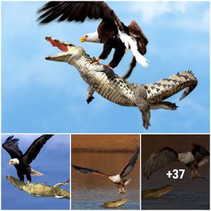 This stupid crocodile must pay for provoking the eagle (Video)