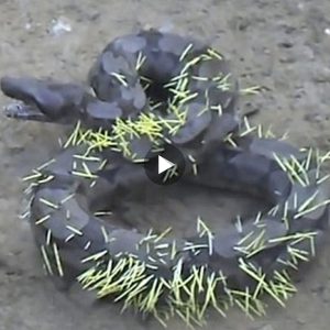 Bizarre footage has captured the moment a snake squirms on the ground as hundreds of spikes are poking into its skin after attempting to eat a porcupine