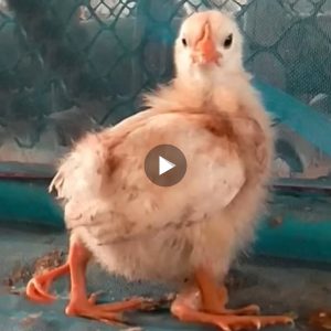 People began to flock to the farm to see a four legged chicken, which was considered lucky and wealthy (Video)