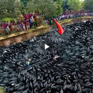 Thousands of strange creatures suddenly appeared to fill the ocean, causing the residents of Madura to riot