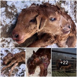The one in 2,500 anomaly led to a mutant cow born with 2 heads stuns farmer