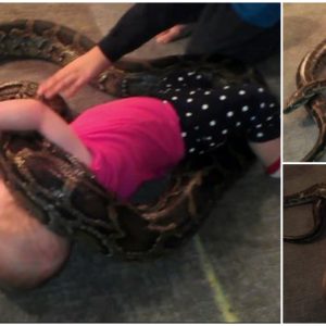 A python wrapped around a 14-month-old girl is extremely dangerous
