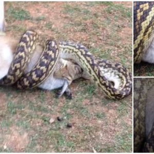 Watch in Awe as a Giant Python Devours Prey Many Times Larger Than Itself