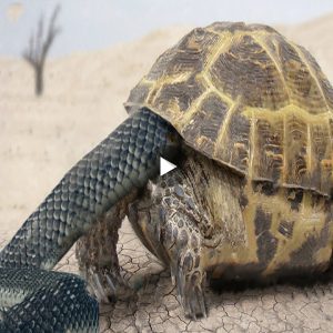 Incredible Footage Shows Turtle’s Surprising Defense Mechanism Against Attacking Snake