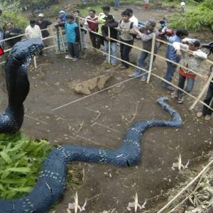 Enormous King Cobra Emerges Sending Panic Through Local Community (Video)