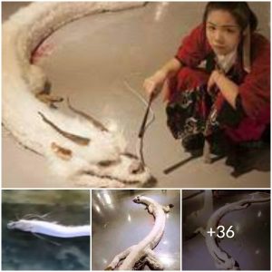 The Mysterious Appearance of the Legendary White Dragon in Malaysia (video)
