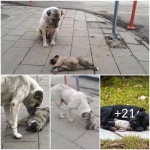 Heartwarming: Mother Dog’s Unwavering Love for Her Deceased Puppy