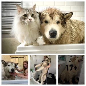 Cute Fight: Giant Dog Faces Bath Time”(video)