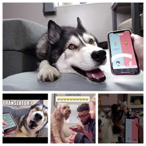 Dog Translator 4.0: Interesting Voice Translation App from Husky (video)