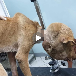 The touching journey of a dog struggling to overcome prolonged pain, with a rope tied through his neck, in loneliness and bitterness, even though no one dared to stand up to help (video)